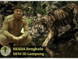 Harimau Sumatra Merupakan Satwa Karismatik Dan Menjadi Pusat Perhatian Dunia, Sama Halnya Gajah, Orangutan dan Badak