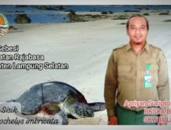 BKSDA Dukung Penuh Konservasi Penyu Sisik di Pulau Sabesi