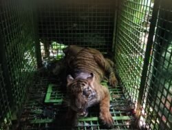 Seekor Harimau Sumatera Tertangkap di Bandar Suoh Lampung Barat