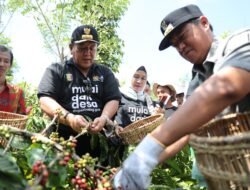 Gubernur Lampung Arinal Junaidi Panen Kopi dan Tinjau Lokasi Sistem Tumpang Sari Kopi-Lada di Pekon Sinar Jaya, Lambar