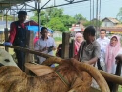 Jelang Idul Adha Dinas Peternakan dan Hewan Lamsel Gelar Sidak Pedagang