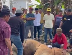 Bakal Calon Bupati Tulang Bawang Ismet Roni Kurban 3 Ekor Sapi di Kampung Halaman