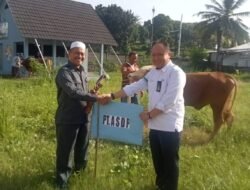 PT ASDP Bagikan 20 Sapi dan 100 Kambing Qurban ke Seluruh Wilayah Operasional Kerja