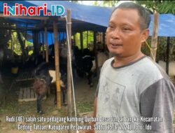 Omzet Pedagang Kambing Qurban di Desa Sungai Langka Pesawaran Turun