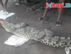 Hampir Terkam dan Memangsa Warga, Seekor Buaya Ganas Berhasil Ditangkap