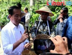 Panen Kopi di Lampung Barat, Presiden Jokowi Ajak Tingkatkan Produktivitas Kopi Rakyat