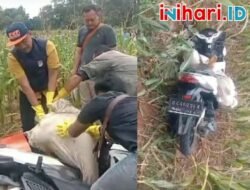 Mayat Wanita Dalam Karung Diduga Korban Pembunuhan Ditemukan di Tengah Ladang Jagung