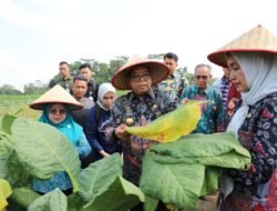 Pj. Gubernur Samsudin Panen Tembakau dan Beri Bantuan Pupuk di Lampung Timur