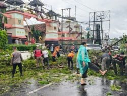 Pohon Tumbang, Panggung Nyaris Terbang: Kota Bandarlampung Dihajar Cuaca Ekstrem