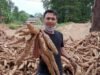 Instruksi Gubernur Diabaikan, Petani Singkong Tertekan Potongan Rafaksi Tinggi