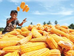 Petani Jagung Lamsel Menanti Kepastian Harga di Tengah Kekhawatiran Produksi Besar