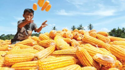 Petani Jagung Lamsel Menanti Kepastian Harga di Tengah Kekhawatiran Produksi Besar