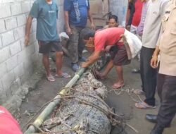 Buaya Pemangsa Lansia di Tanggamus Berhasil Ditangkap, Warga Diimbau Tetap Waspada