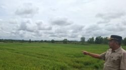 Aribun Dukung Pencabutan Izin Kios Pupuk Nakal di Lampung