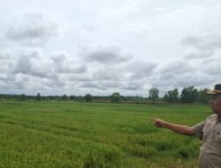Anggota DPRD Lampung ini Tanam 250 Kg Benih Padi MSP di Lampung Selatan