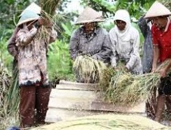 Komisi II DPRD Lampung Soroti Penurunan Harga Gabah di Bawah HPP, Fatikatul Khoiriyah Siap Turun Lapangan