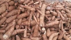 Permintaan Tapioka Dunia Merosot, Harga Singkong Nasional Tertekan