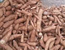 Permintaan Tapioka Dunia Merosot, Harga Singkong Nasional Tertekan