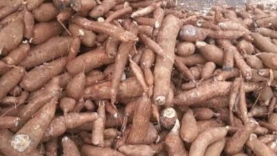 Permintaan Tapioka Dunia Merosot, Harga Singkong Nasional Tertekan