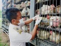 DPRD Lampung Dukung Larangan Kirim Ayam Hidup ke Luar Daerah