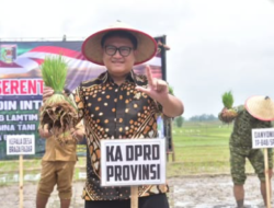 Ketua DPRD Lampung Tanam Padi Bersama Forkopimda di Lampung Timur, Perkuat Ketahanan Pangan