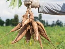 Singkong Resmi Jadi Komoditas Strategis dalam Perda Lampung